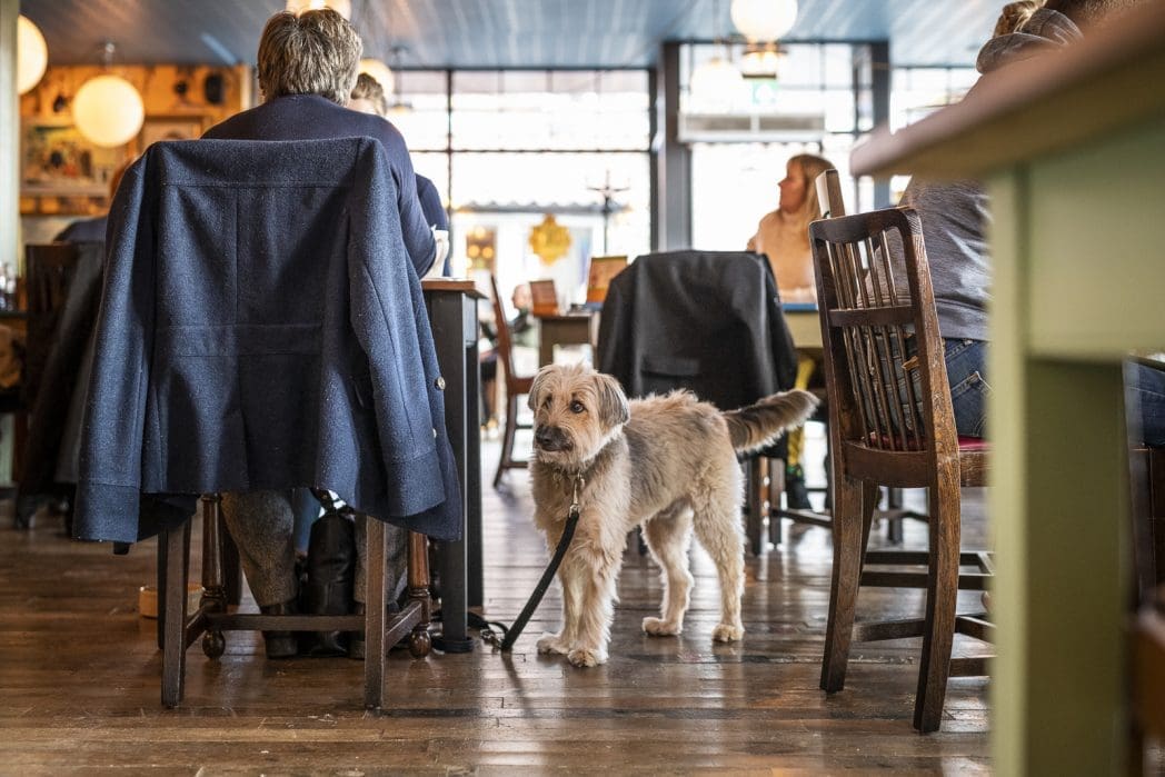 A shaggy dog on a Barco leash stands beside its seated owner in a cozy, busy café with wooden floors and natural light streaming in. Other people are sitting at tables in the background.