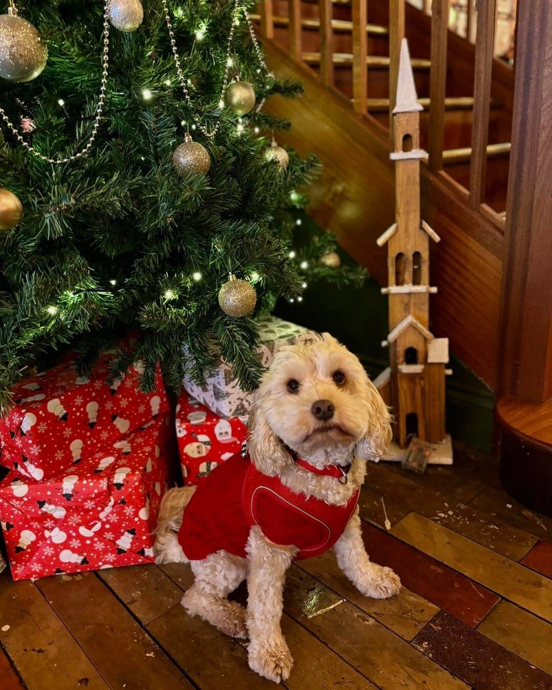 A small, light-colored dog in a red sweater lounges on a wooden floor by a decorated Christmas tree with presents and ornaments, next to a wooden rocket model by the staircase.
