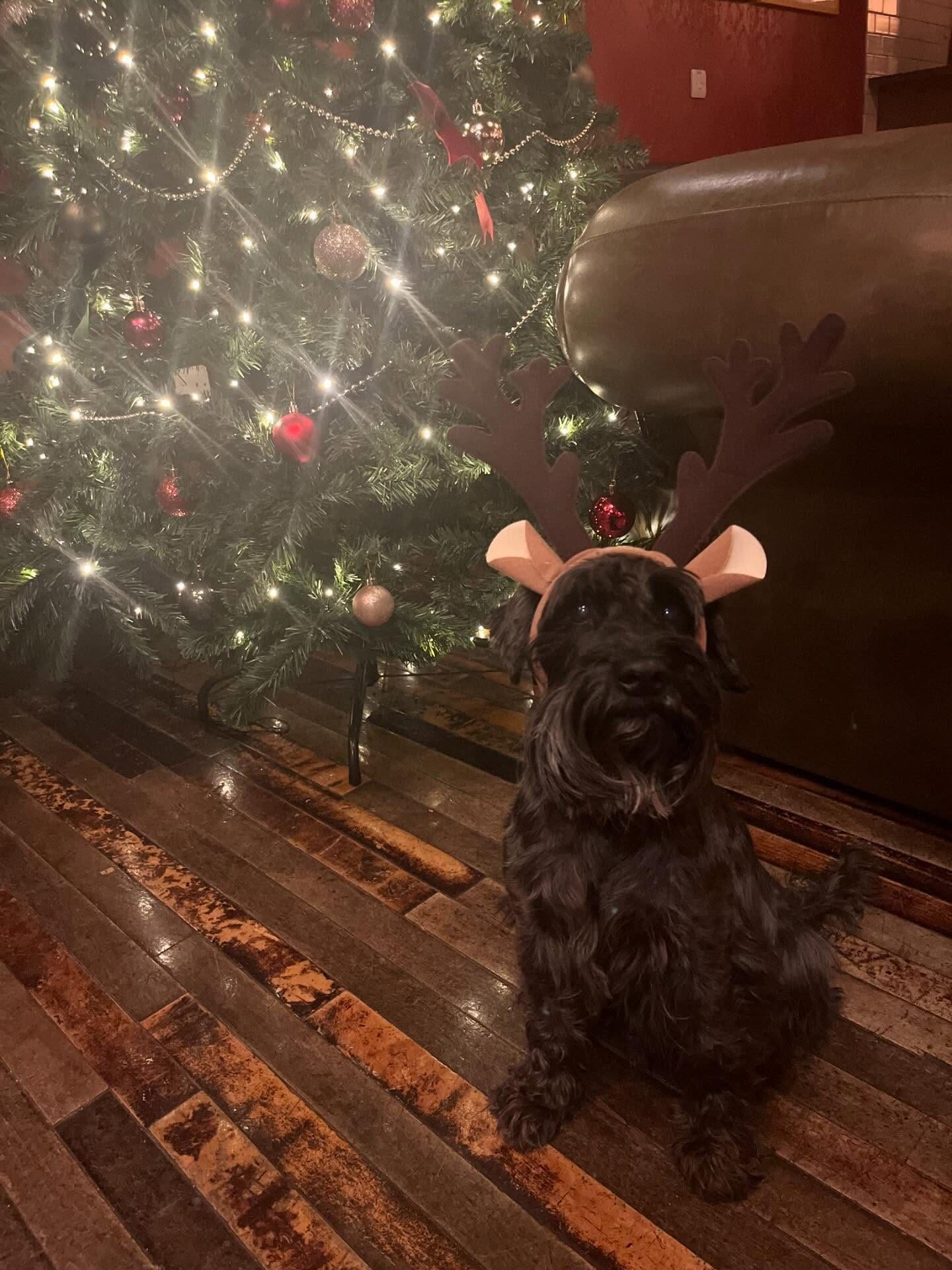 A small black dog wearing brown reindeer antlers sits on a wooden floor next to a decorated and lit Christmas tree in a cozy lounge.