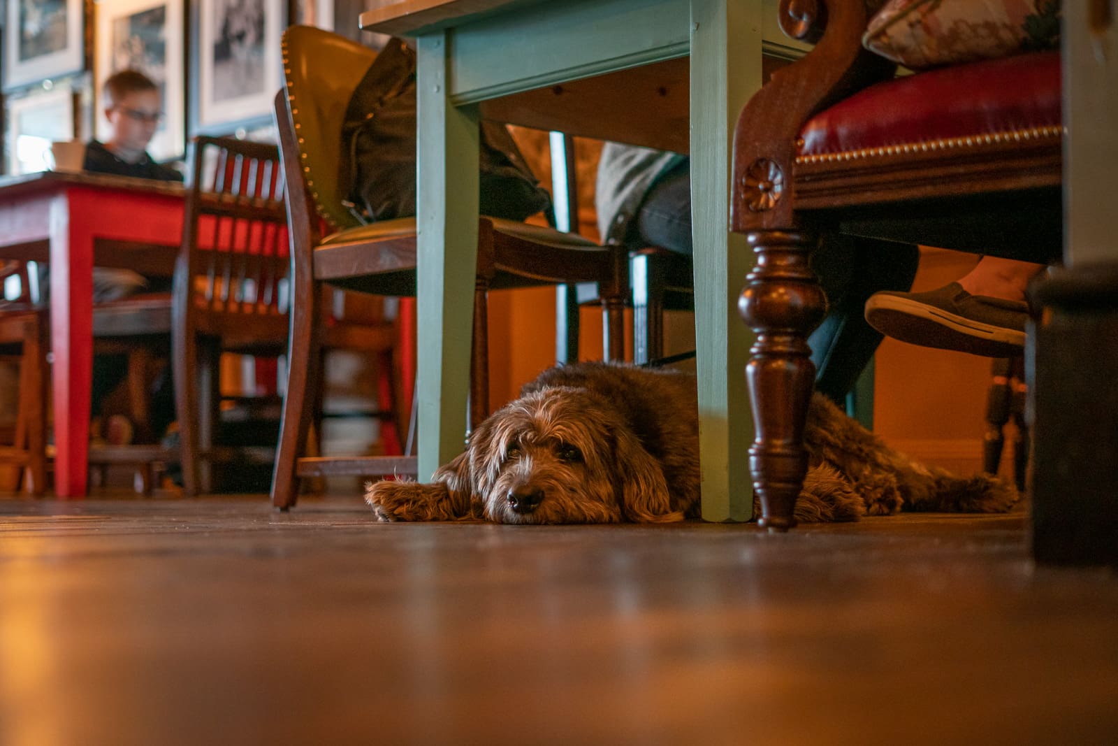 A brown, shaggy dog lounges under a table next to a person's feet in a cozy café, with wooden chairs, tables, and framed photos visible in the background.