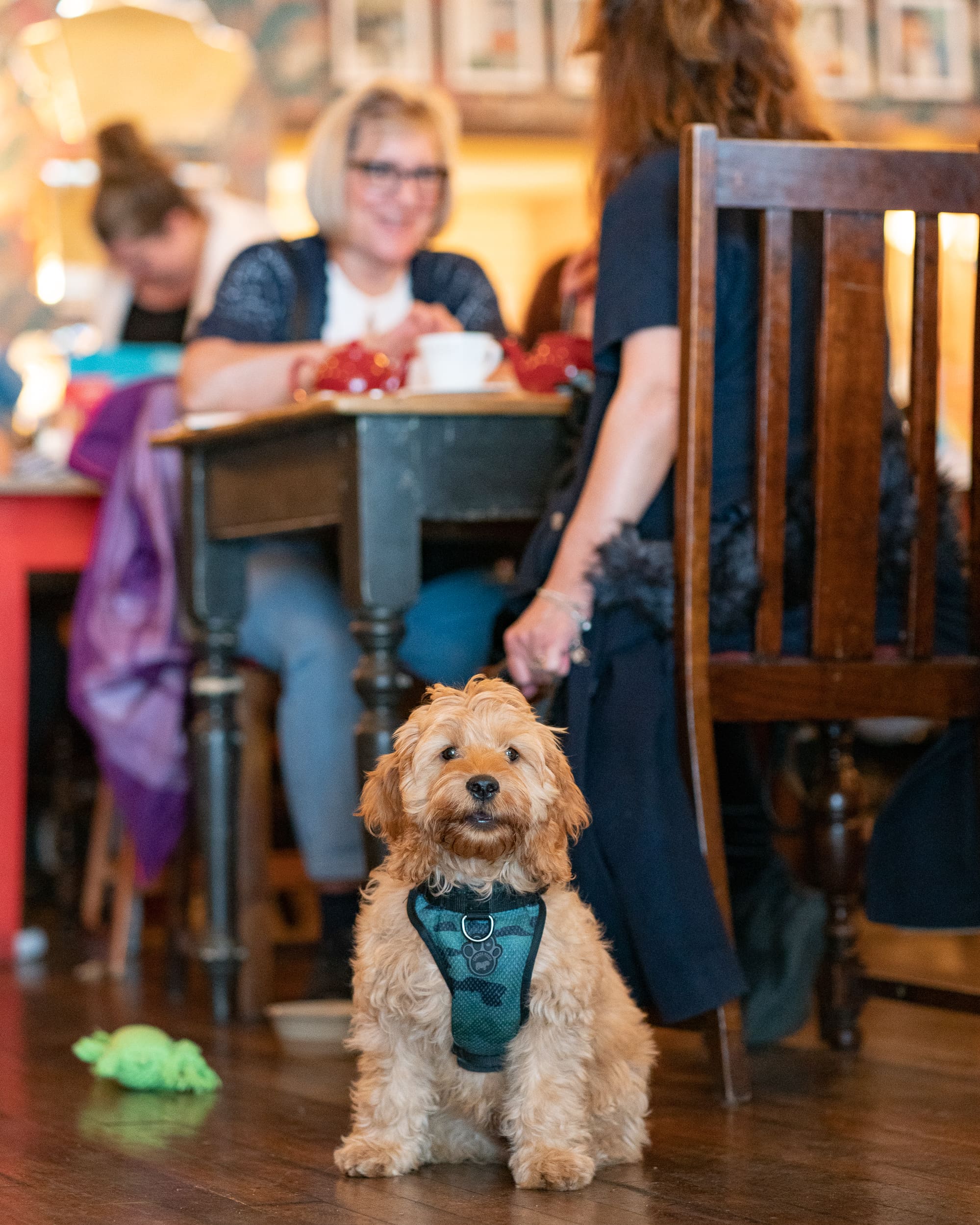 A small, fluffy dog wearing a harness lounges on a wooden floor in front of a table where two women are talking and smiling in a cozy, warmly lit café. A green chew toy lies nearby.