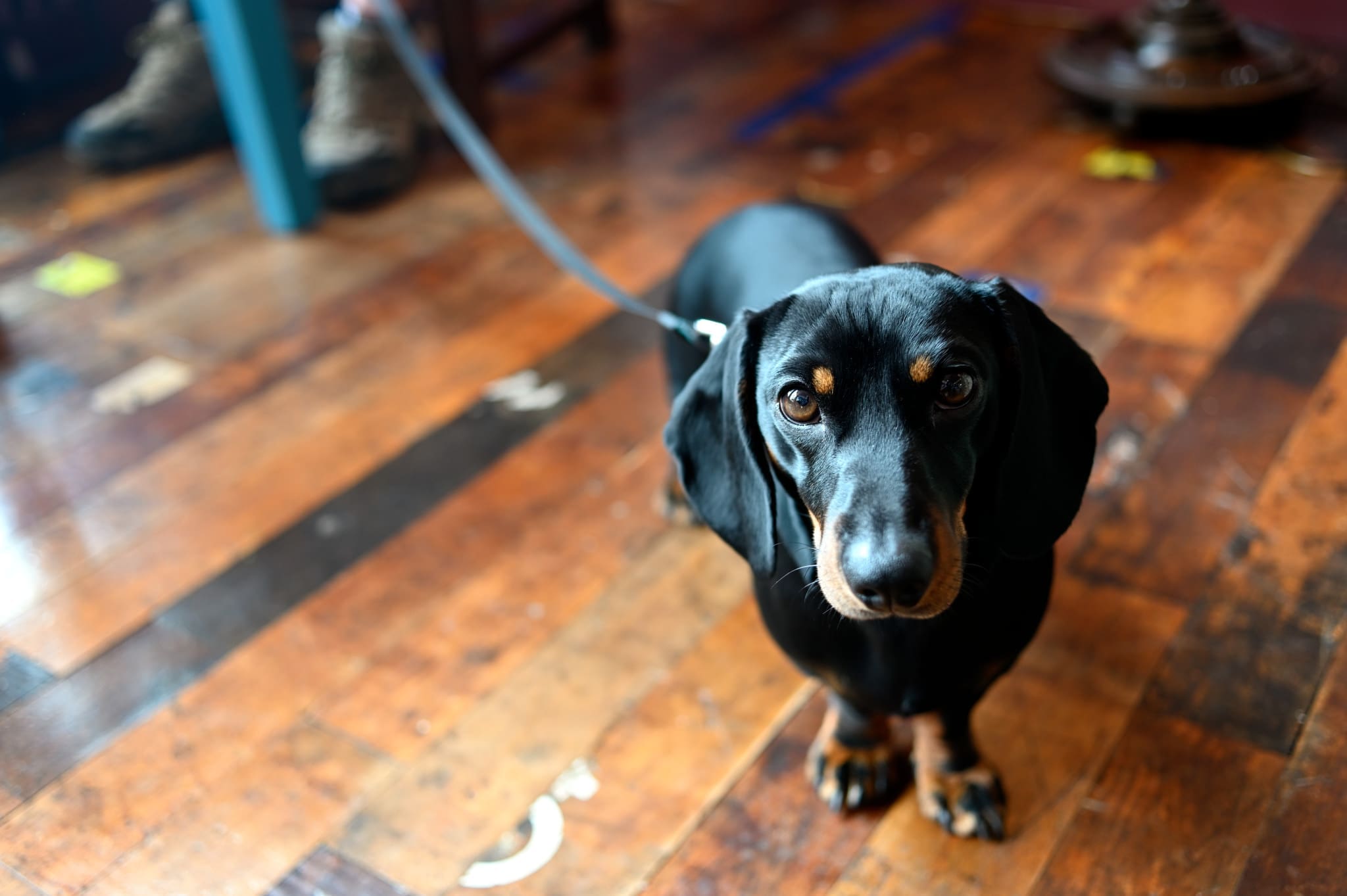 A black and tan dachshund named Rondo stands on a wooden floor, leash attached, looking up at the camera with a curious expression.